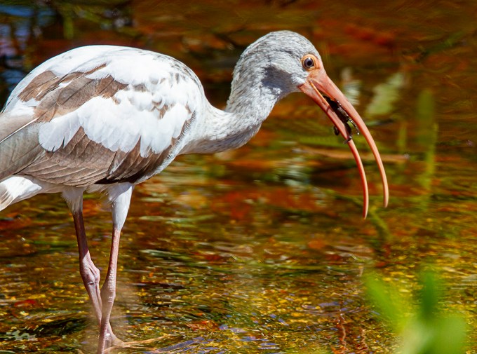 White_Ibis_DD v2_MG_1892