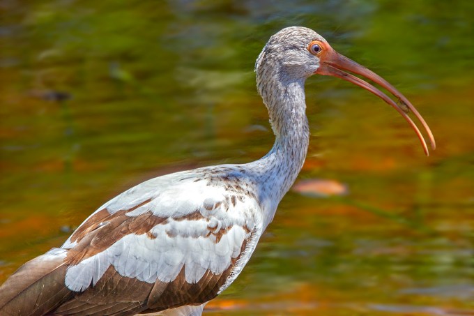 White_Ibis_DD_10_11_v2_MG_1806
