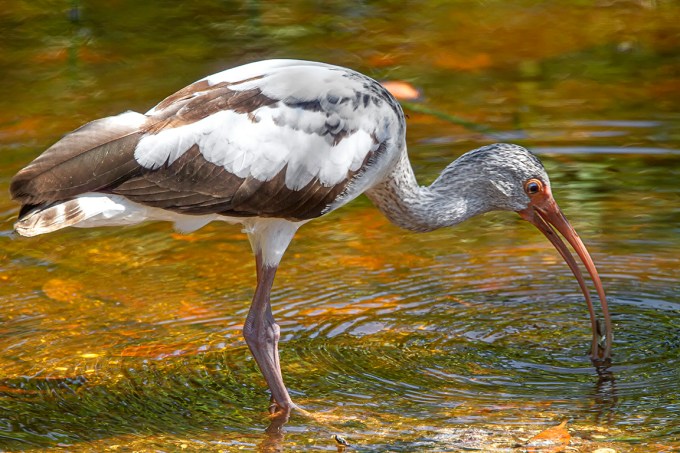 White_Ibis_v1_MG_1828