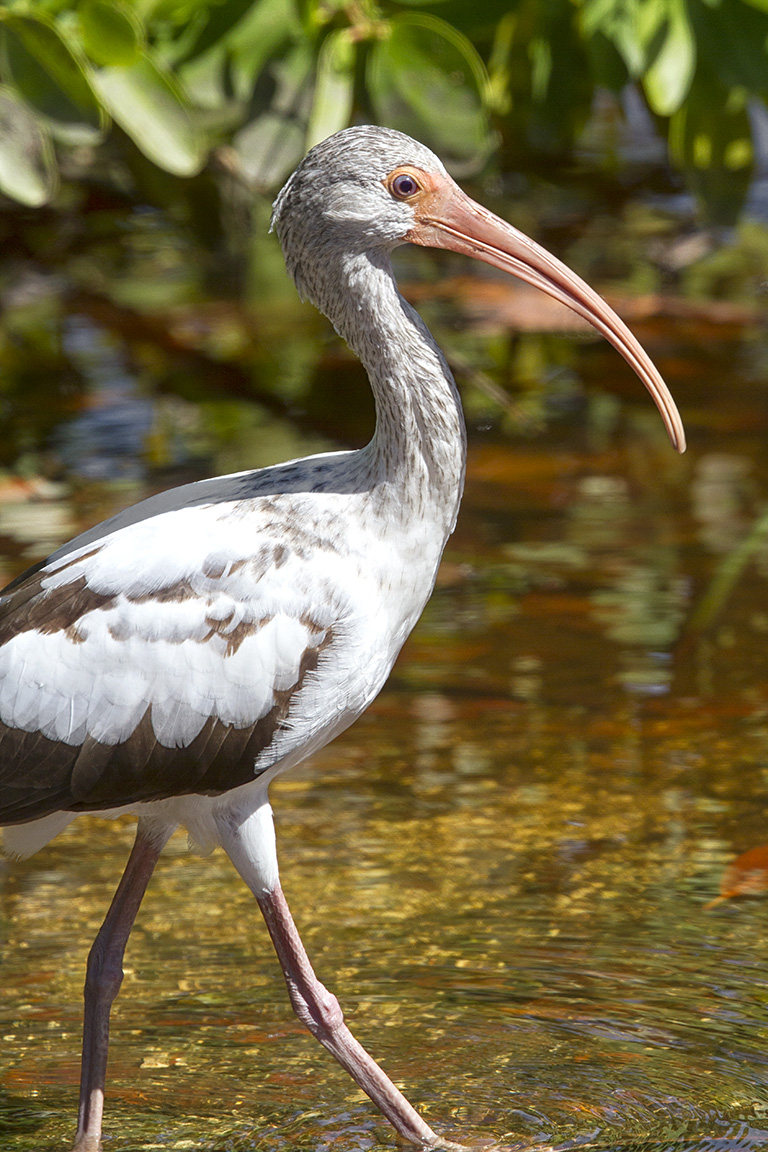White_Ibis_v2 DD_400mm_DD_MG_1919