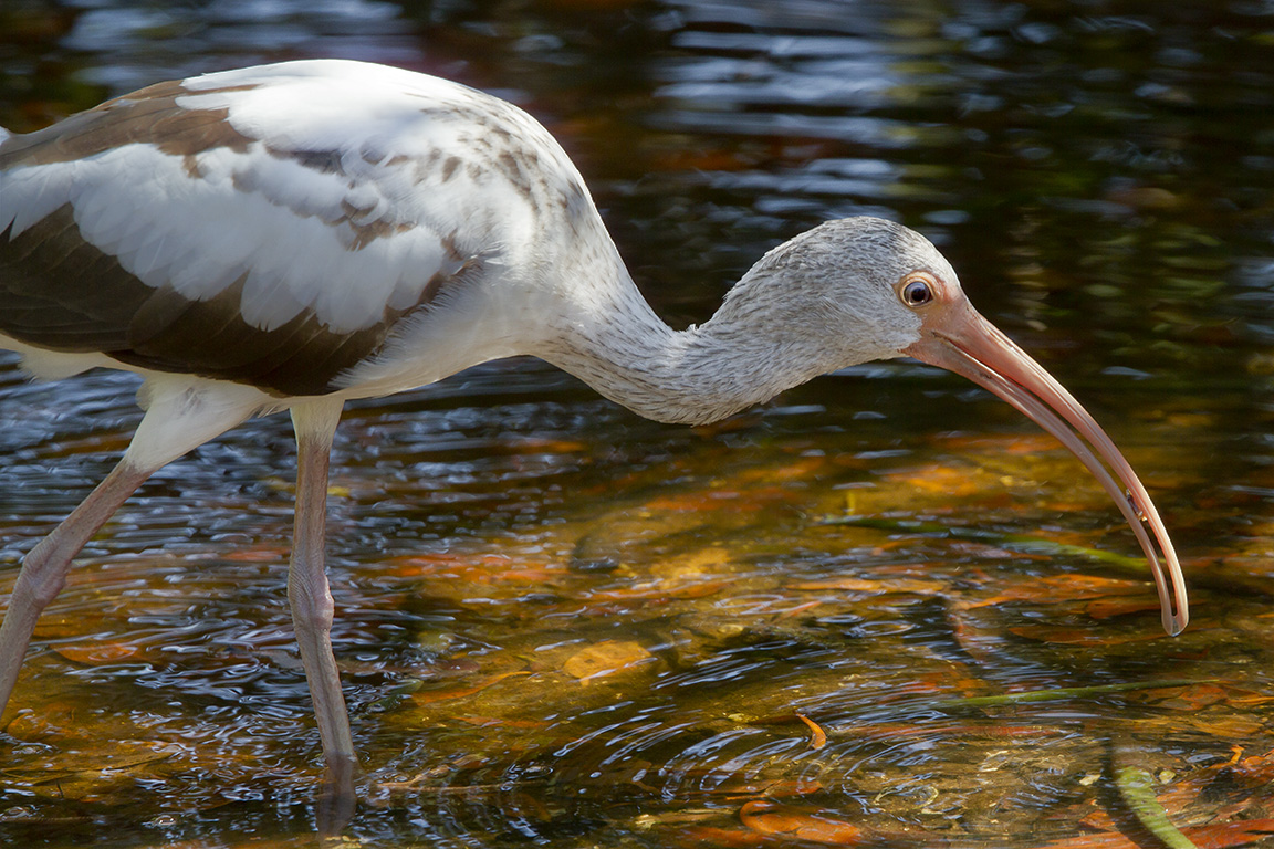 White_Ibis_v2_DD_MG_1850