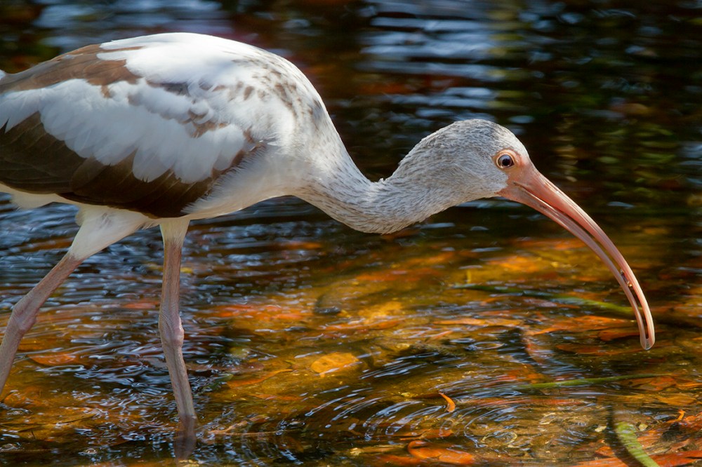 White_Ibis_v2_DD_MG_1850