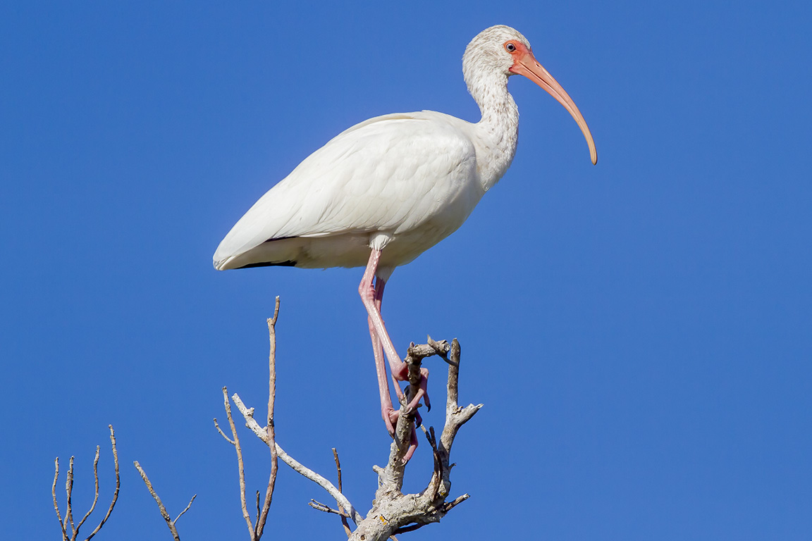 White_Ibis_v2_MG_1405