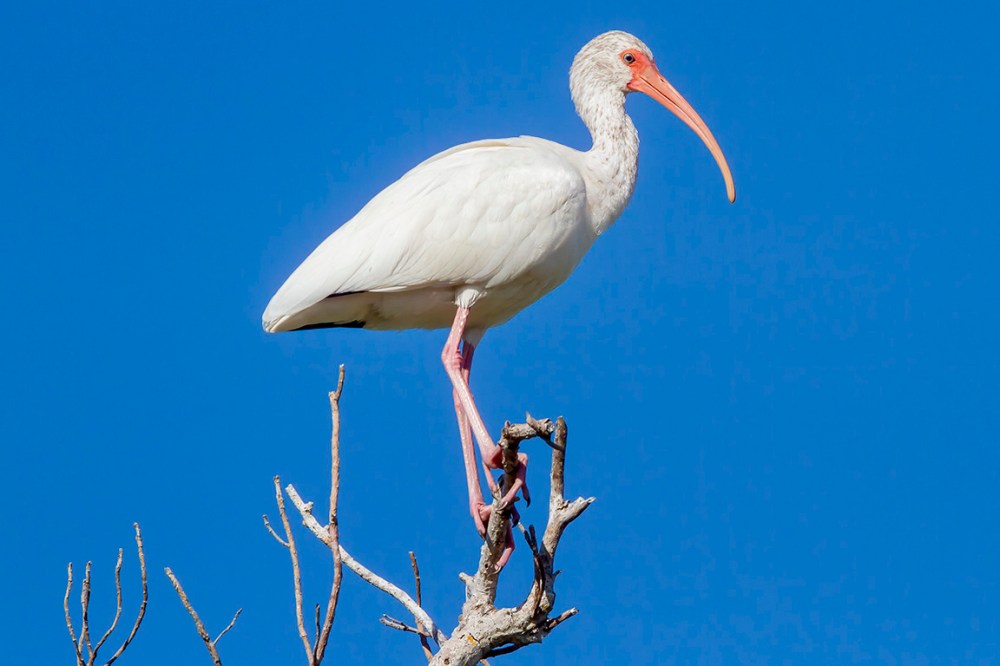 White_Ibis_v2_MG_1405