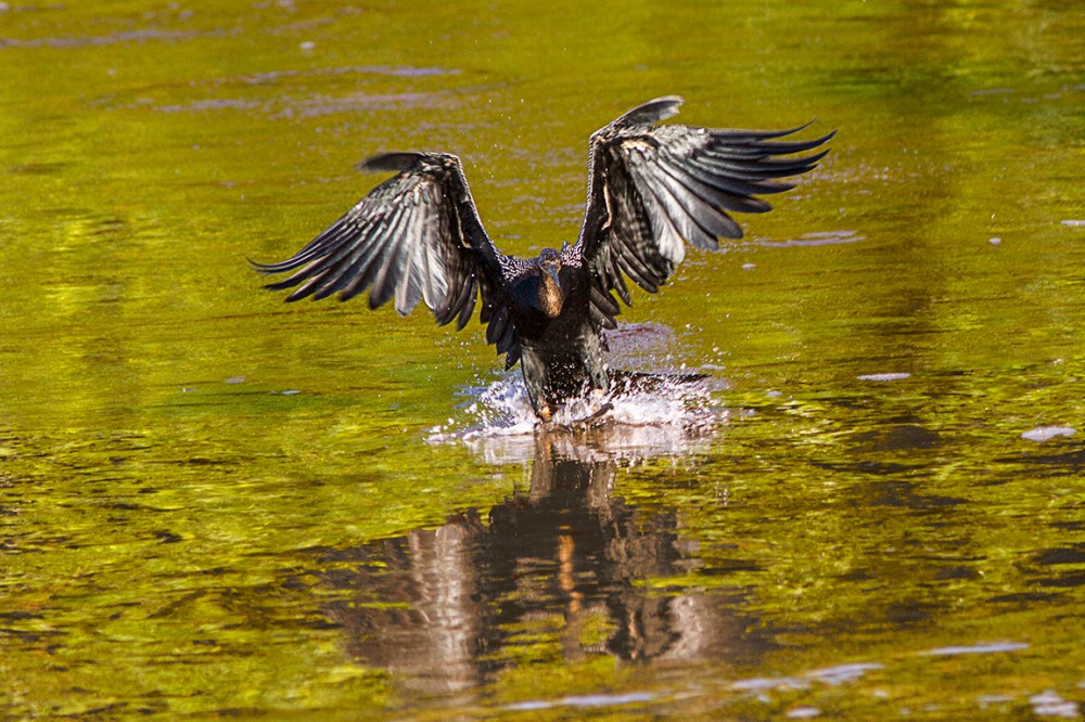 Anhinga__300mm_1_4X_V2__300mm_1_4X_MG_2774