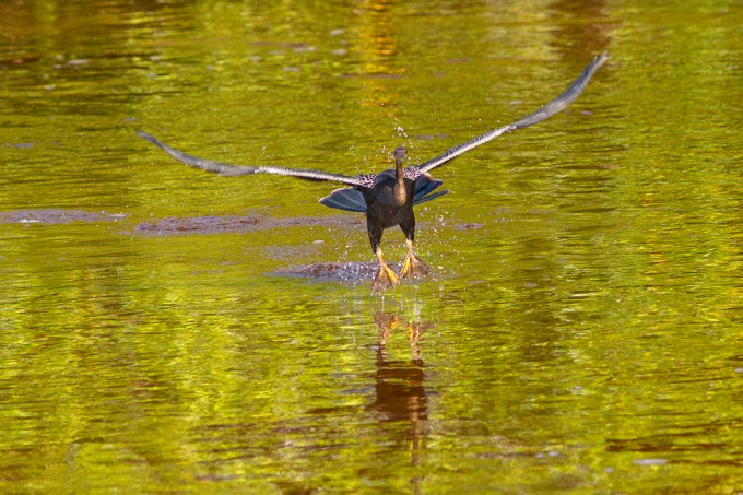 Anhinga_DD_v1_MG_2769
