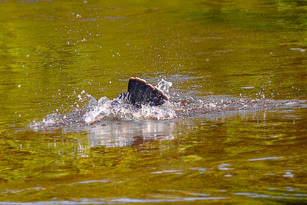 Anhinga_dd_v2_MG_2776