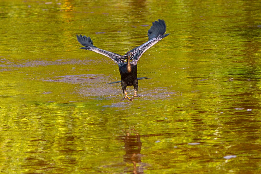 Anhinga_v1_DD__300mm_1_4X_MG_2771