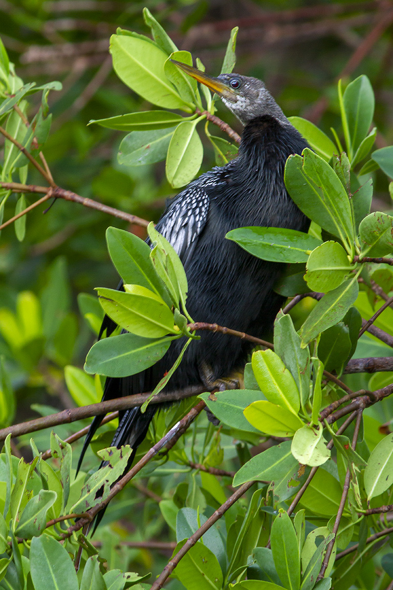 Anhinga_v2_DD_420mm_v1_1_20 sec HandHld_MG_4450