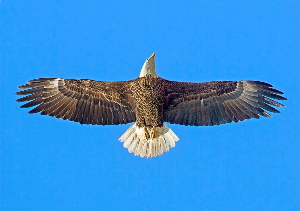 Bald_Eagle_v2_BWR_80I0145A