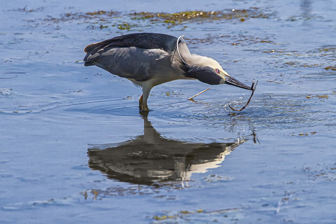 BCNH_Brd_Plmage_v2BB_Brig_400mm_1_4X_7D_MG_6947