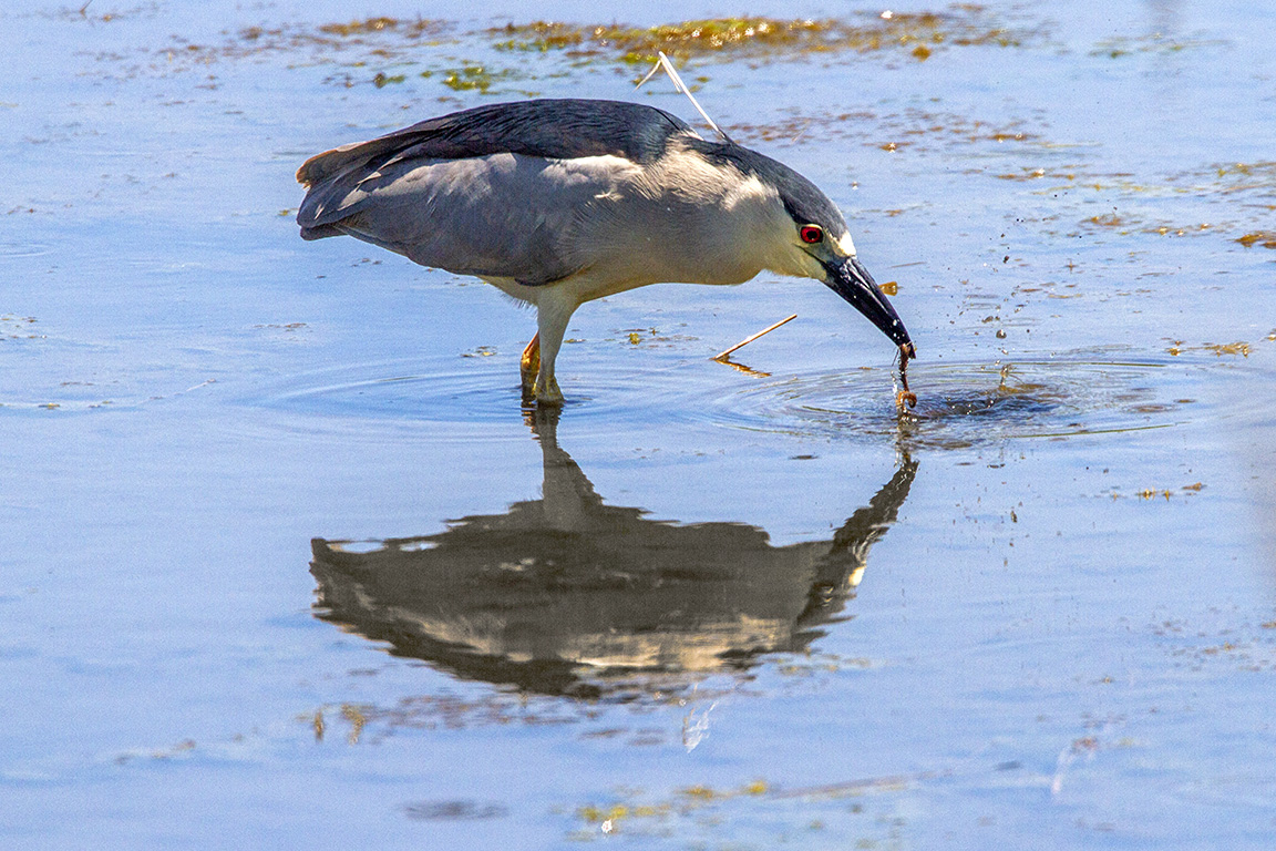 BCNH_Brig_v1_MG_6943