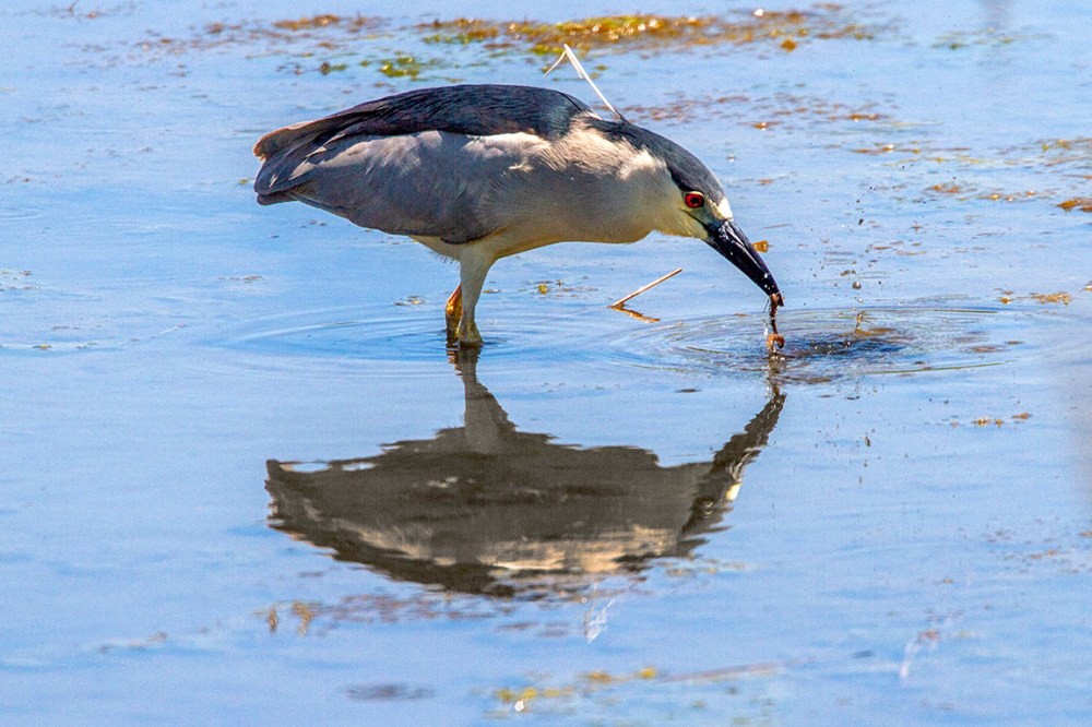 BCNH_Brig_v1_MG_6943