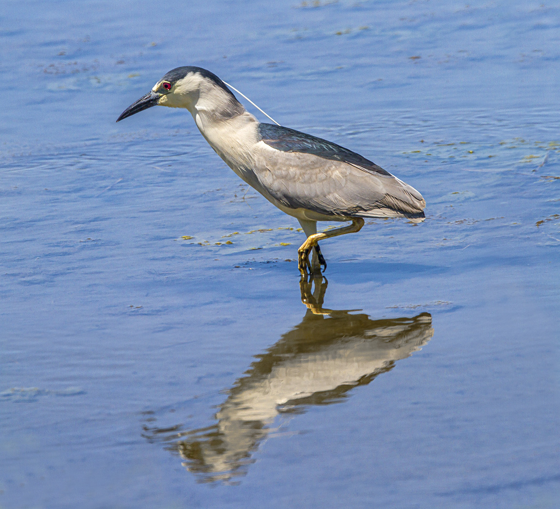 BCNH_brig_v2_2img_pan_400mm_1_4X_7D_MG_7206