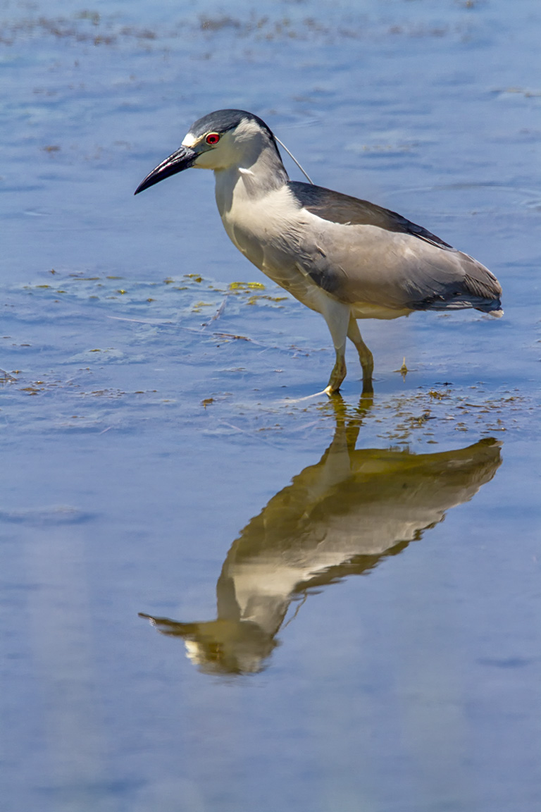 BCNH_v1B_Brig_400mm_1_4X_7D_MG_7155