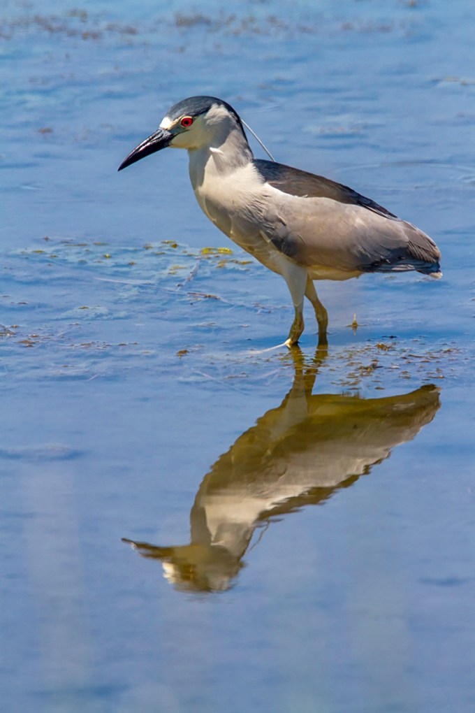 BCNH_v1B_Brig_400mm_1_4X_7D_MG_7155