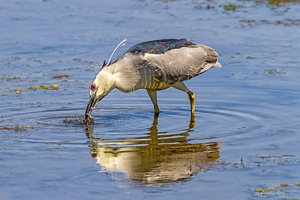 BCNH_v3_Brig_400mm_1_4X_7D_MG_7021