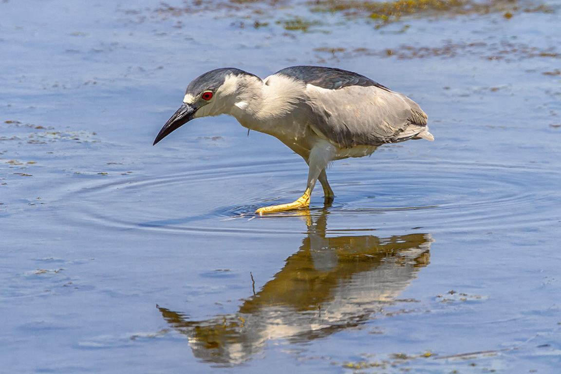 BCNH_v5_Brd_Plumage_Brig_400mm_1_4X_7D_MG_6977