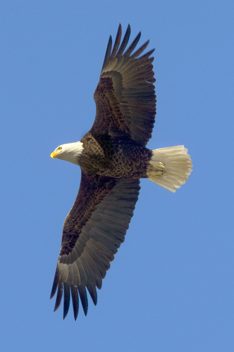 BE BWR_v2_vert_80I0129