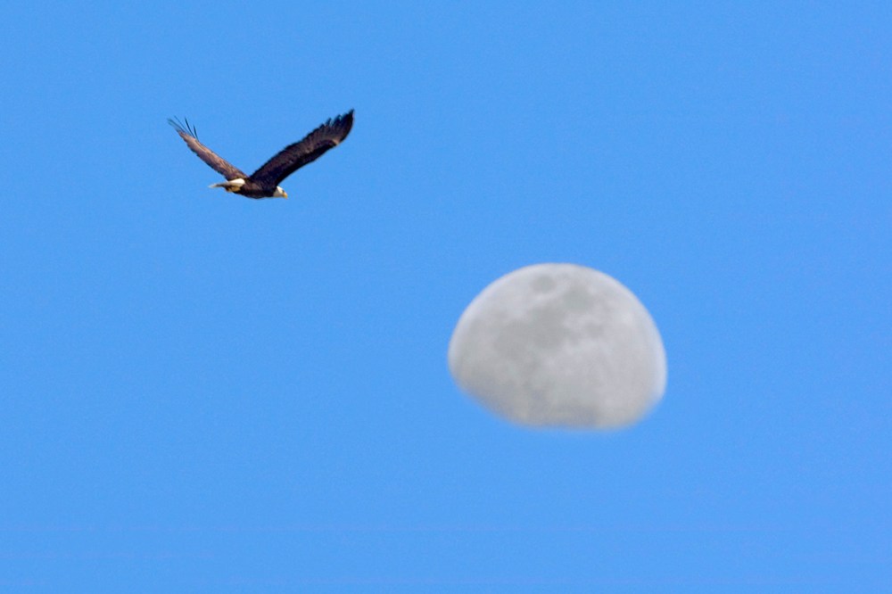 BE_Moon_BWR_v2_80I1024