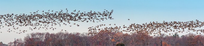 Canada_Geese_Pano_4img_BWR_v1_sm