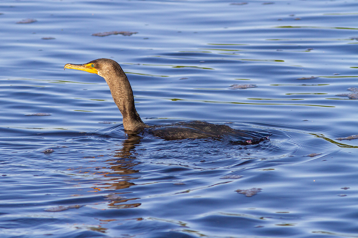 Cormorant_v1_DD_300mm_1_4X_MG_2860-2
