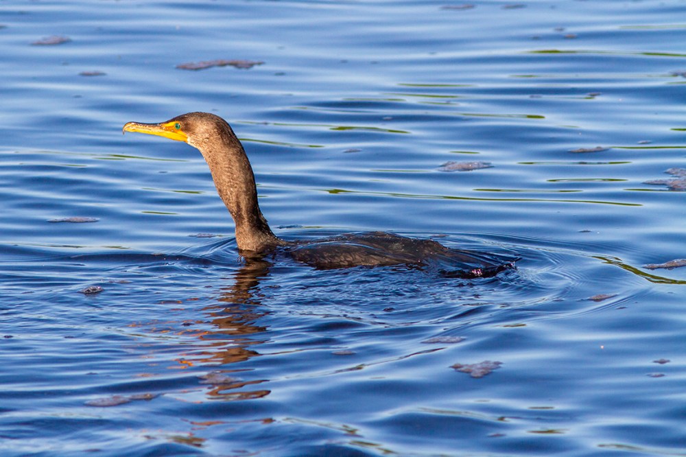 Cormorant_v1_DD_300mm_1_4X_MG_2860-2