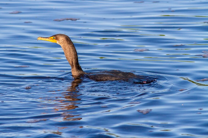 Cormorant_v1_DD_300mm_1_4X_MG_2860-2