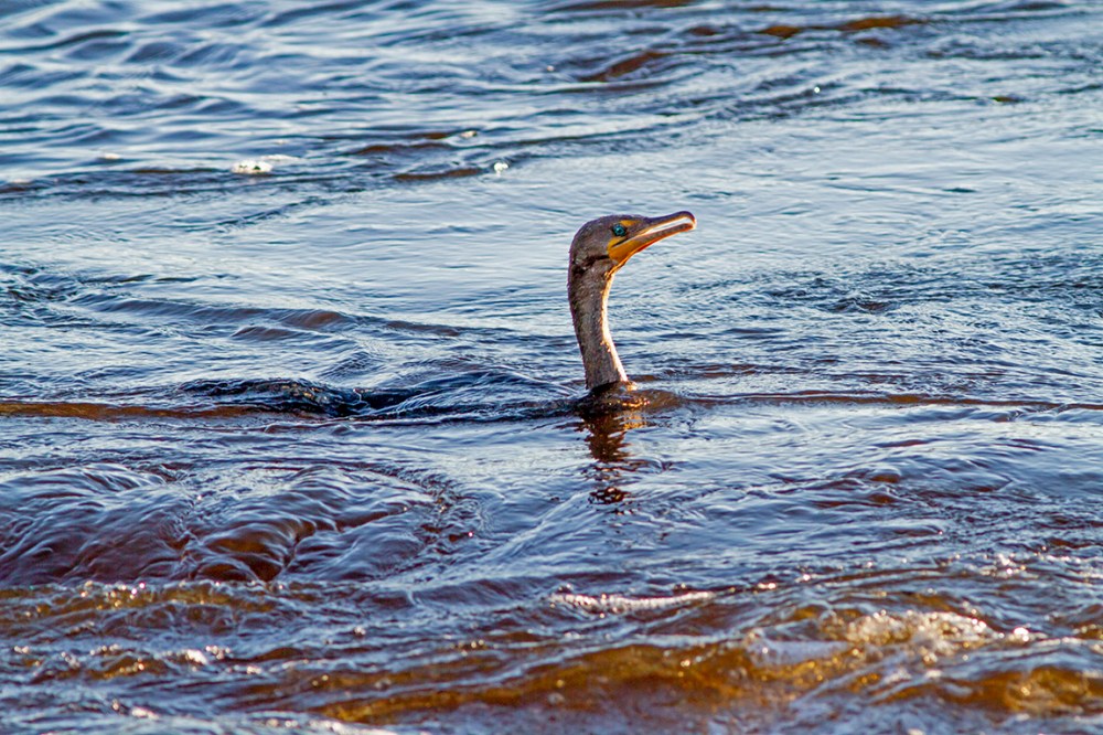 Cormorant_v1_DD_420mm_7D_MG_4653
