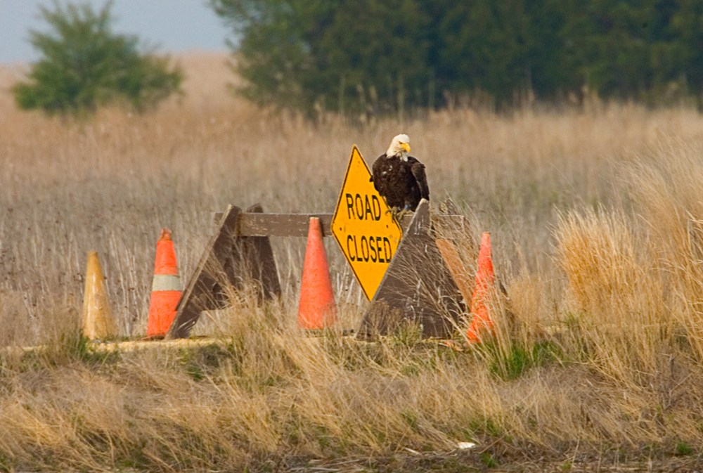 Eagle_Rd Closed_v1_Y9F0593a
