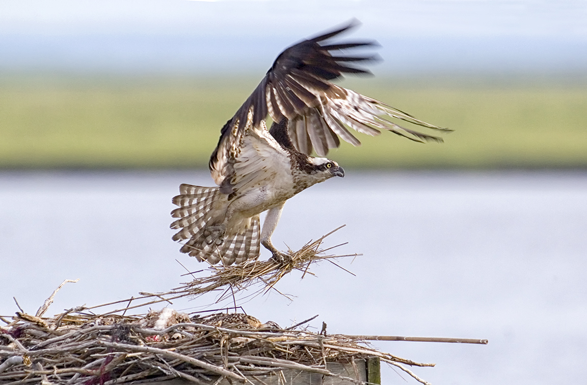 Osprey leaving_Nest_v1_brig_MG_4784