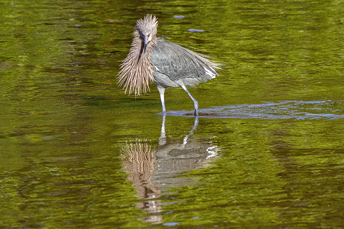 Reddish_Egret_v1_DD_300mm_4X_MG_2793