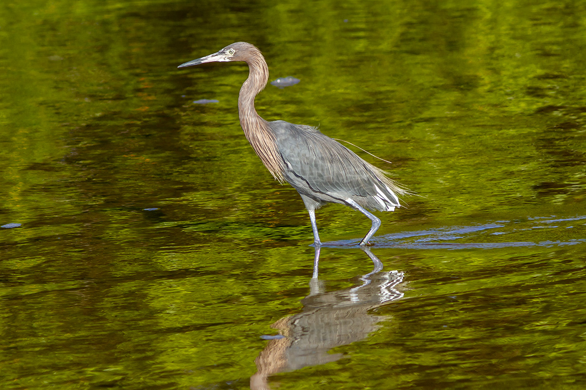 Reddish_Egret_v1_DD__300mm_1_4X_MG_2779