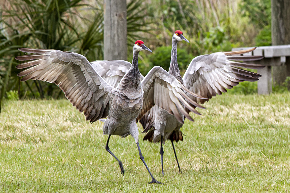 Sandhill_Cranes_Landing_v1_MG_7143