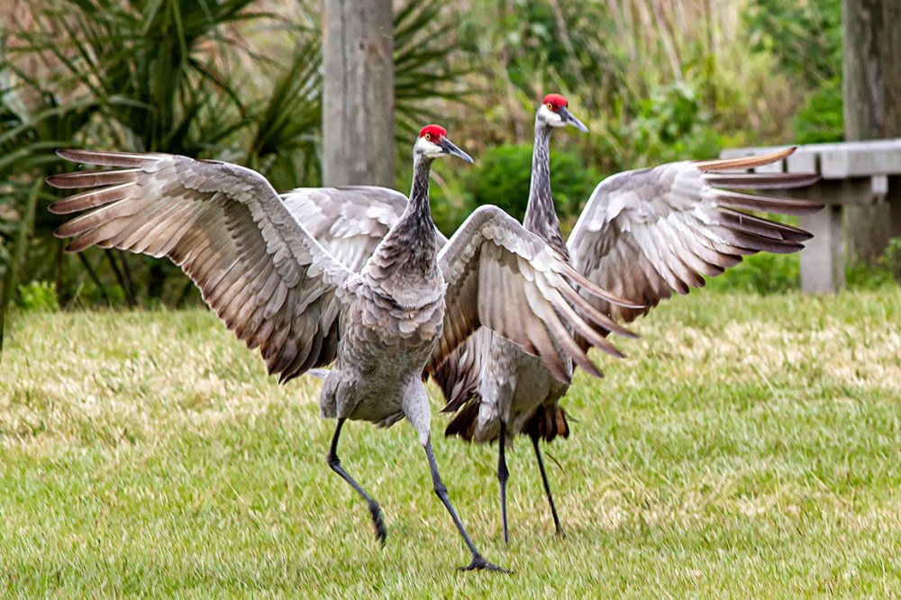 Sandhill_Cranes_Landing_v1_MG_7143