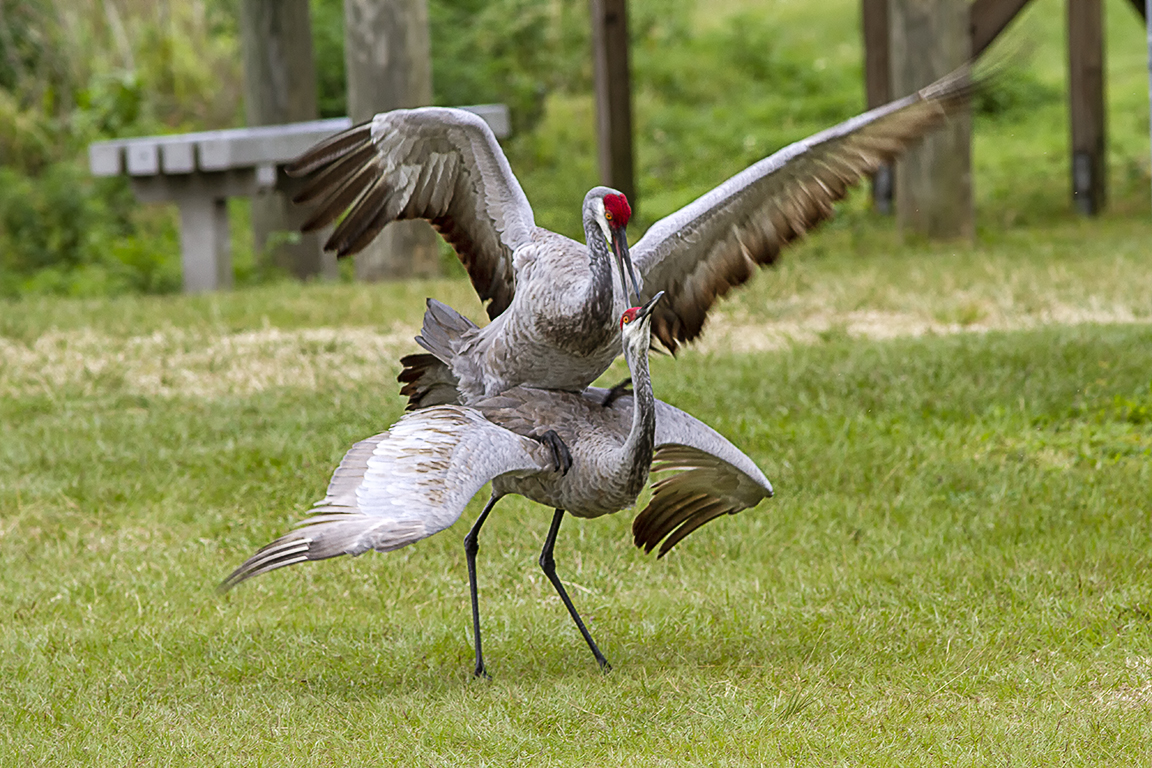 Sandhill_Cranes_Mating_v2_LW_7D_300mm_MG_7193