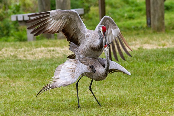 Sandhill_Cranes_Mating_v2_LW_7D_300mm_MG_7194