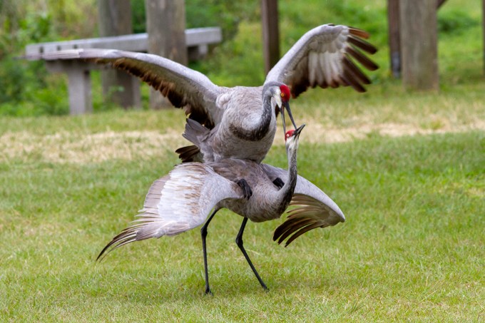 Sandhill_Cranes_Mating_v2_LW_7D_300mm_MG_7195