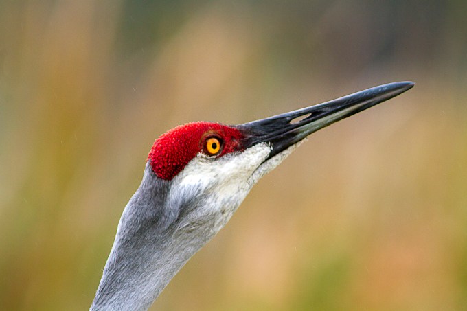 Sandhill_Cranes_Portrait_v1_LW__7D_300mm_MG_7978