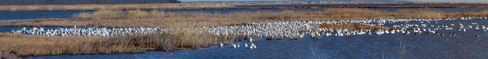 Snow_Geese_16img_Pano_400mm_1_4X_v1