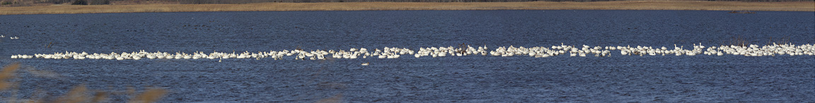 Snow_Geese_20img_pano_400mm_108in