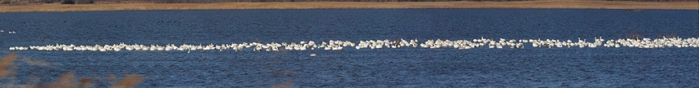 Snow_Geese_20img_pano_400mm_108in