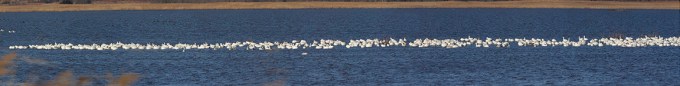 Snow_Geese_20img_pano_400mm_108in