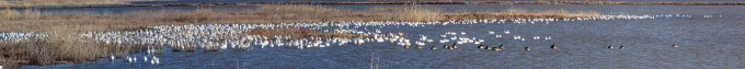 Snow_Geese_23img_Pano_Brig_400mm_1_4X