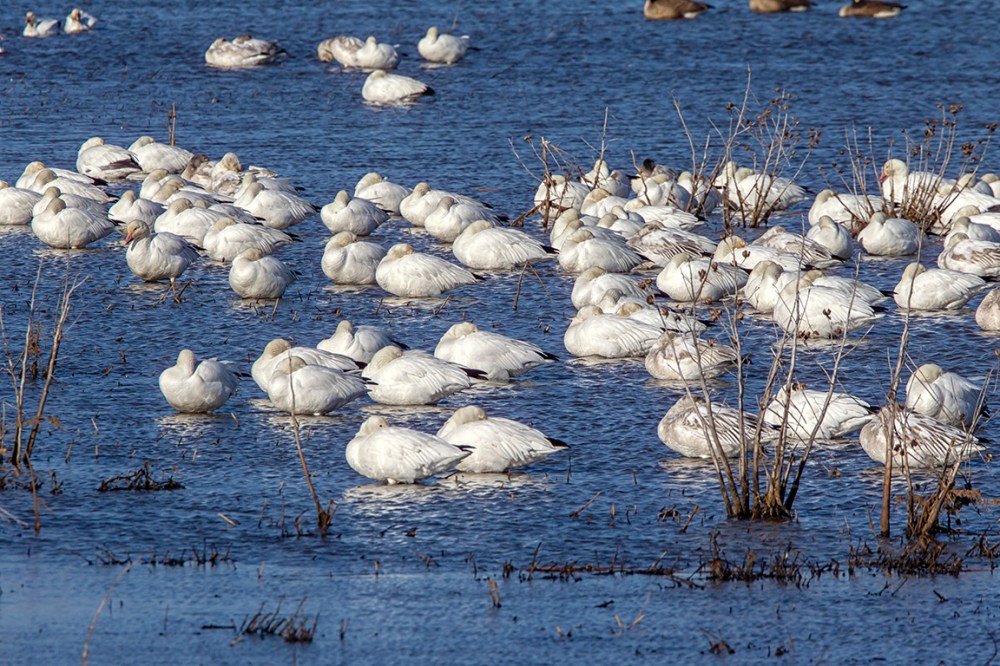 Snow_Geese_2912_v2