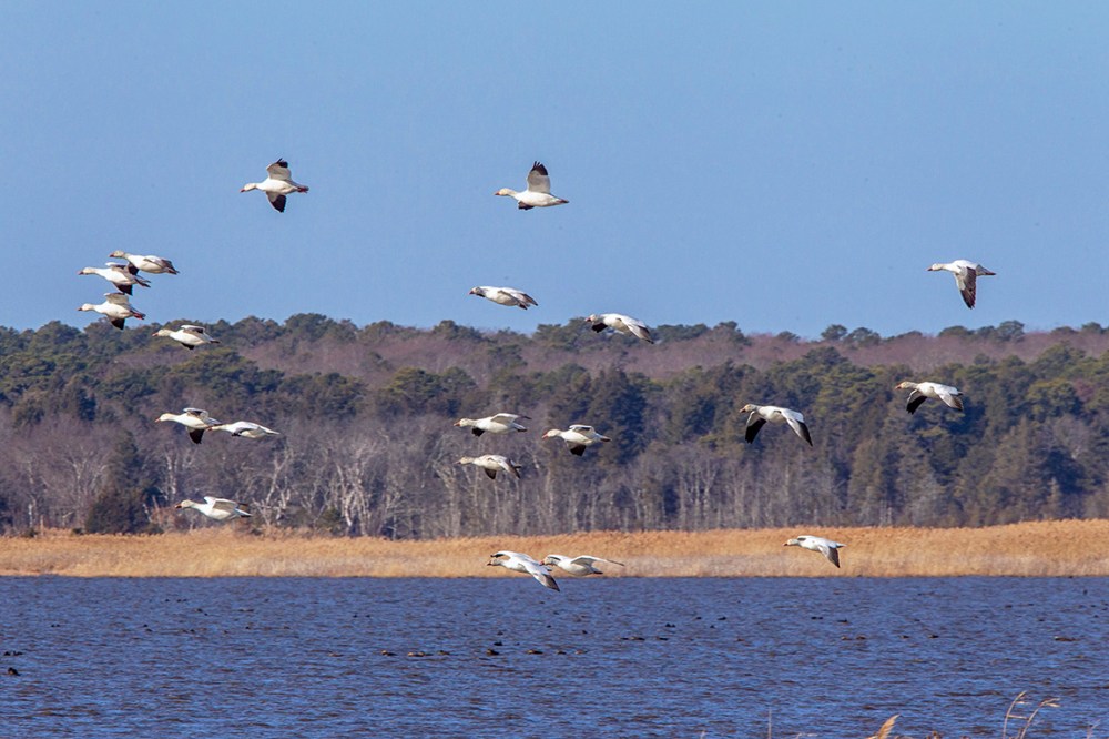 Snow_Geese_Brig_3192_400mm