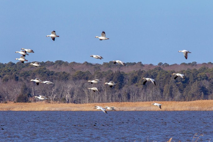 Snow_Geese_Brig_3192_400mm