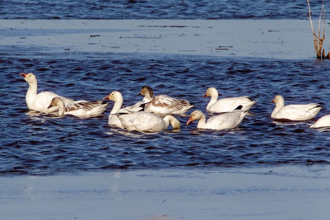 Snow_Geese_Brig_v1_43G2928