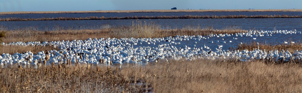 Snow_Geese_img Pano_v1_6img