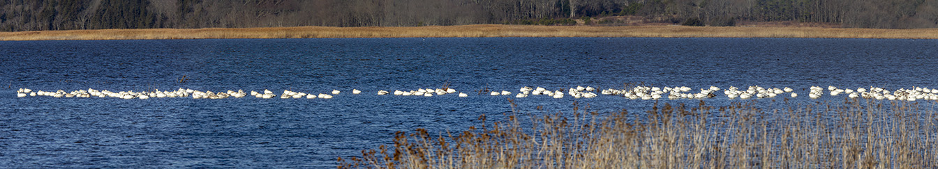 Snow_Geese_Pano_16img_pano_v1